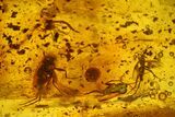 Fossil Flies (Diptera) and a Cockroach (Blattodea) In Baltic Amber #135046-1